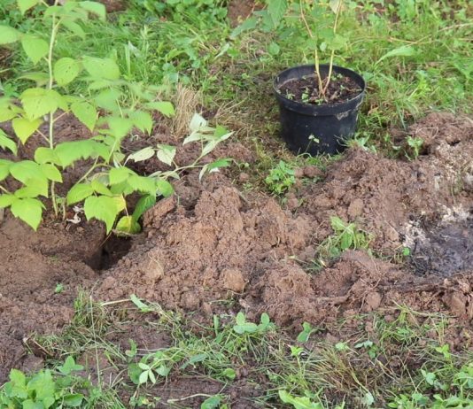 Особенности ремонтантной малины и правила высадки саженцев - Ягодник Посадка саженцев
