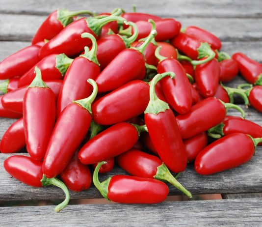 Перец халапеньо — острый любимчик - Редкие и необычные Перец халапеньо — острый любимчик