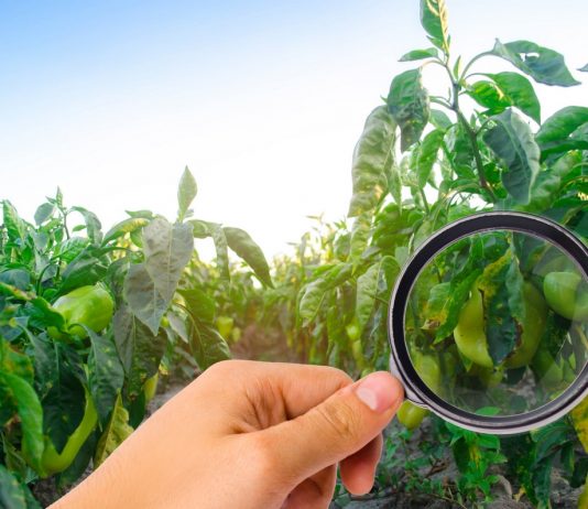 Почему желтеют листья сладкого перца и как ему помочь?