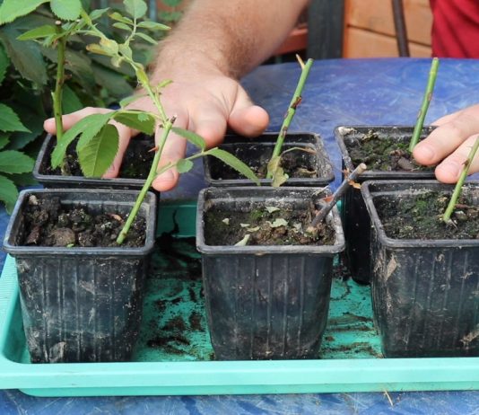 Результаты черенкования роз и гортензий. Как правильно посадить новые саженцы?