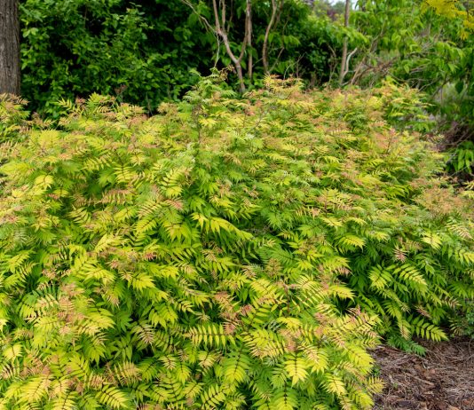 Рябинник рябинолистный — неприхотливый и декоративный весь сезон