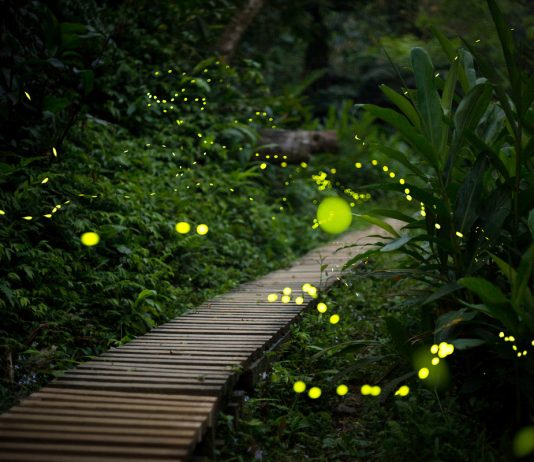 Светлячки — почему светятся и какую пользу приносят садоводам? - Животные Светлячки — почему светятся и какую пользу приносят садоводам?