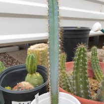 Цереус стальной (Cereus chalybaeus) 