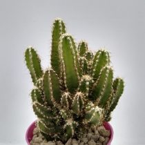Цереус скалистый, или перуанский (Cereus repandus), форма «Флорида»