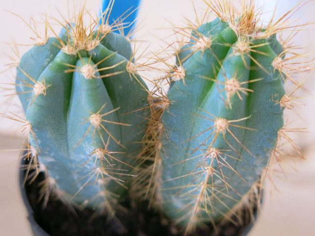 Цереус лазурный (Cereus azureus) 