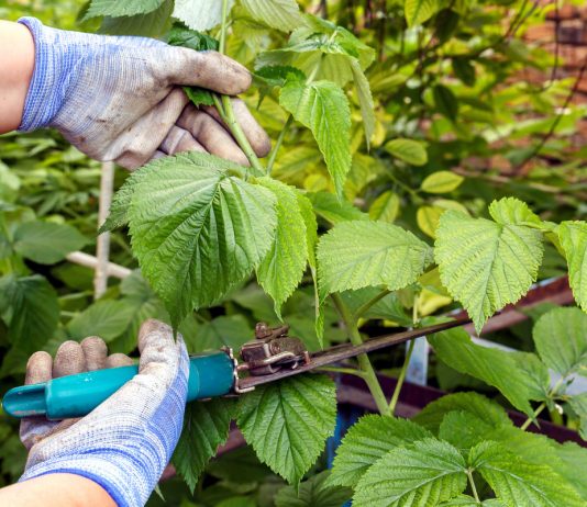 Уход за малиной после плодоношения - Ягодник Уход за малиной после плодоношения