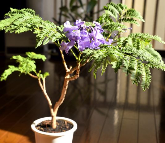 Жакаранда в комнате — экзотическое дерево-мечта