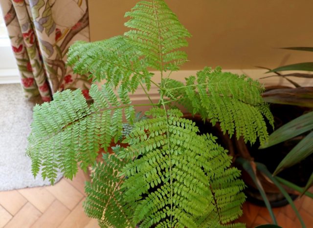 Жакаранда мимозолистная (Jacaranda mimosifolia)