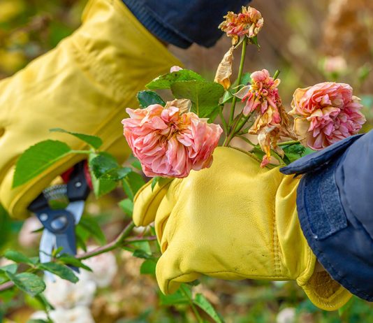 Подготовка роз к зиме — учитываем все тонкости