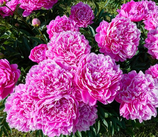 Осенняя посадка пионов — просто и эффективно