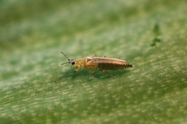 Табачный трипс (Thrips tabaci)