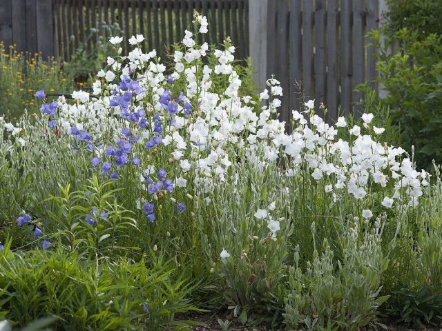 https://cdn2.botanichka.ru/wp-content/uploads/2021/09/13-mnogoletnikov-kotoryie-01.jpg Колокольчик персиколистный (Campanula persicifolia)