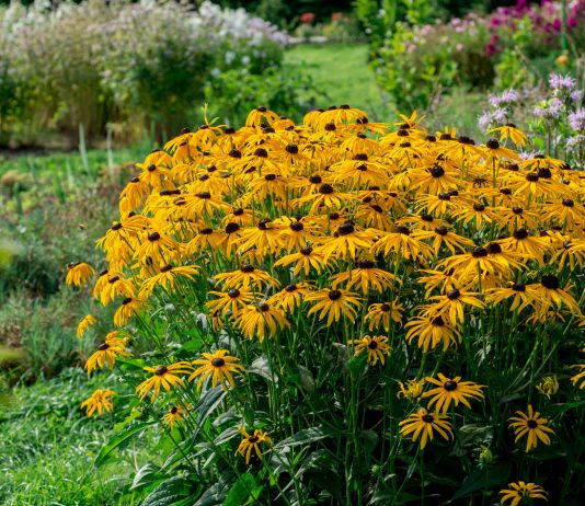 13 многолетников, которые нельзя обрезать осенью - Цветник и ландшафт 13 многолетников, которые нельзя обрезать осенью