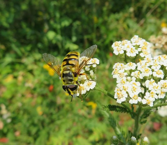 14 самых полезных насекомых вашего сада