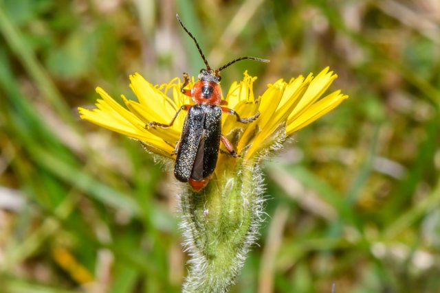 Жук-пожарник, или мягкотелка (Cantharidae)