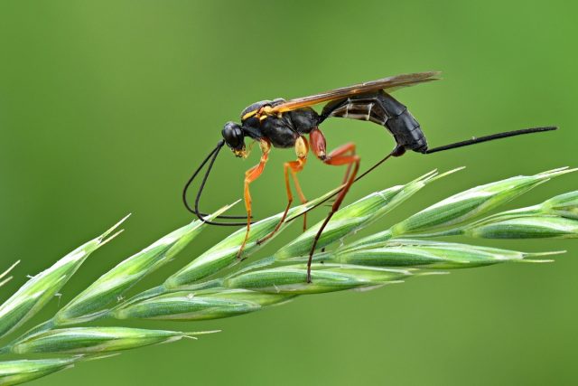 Наездник (Parasitica)