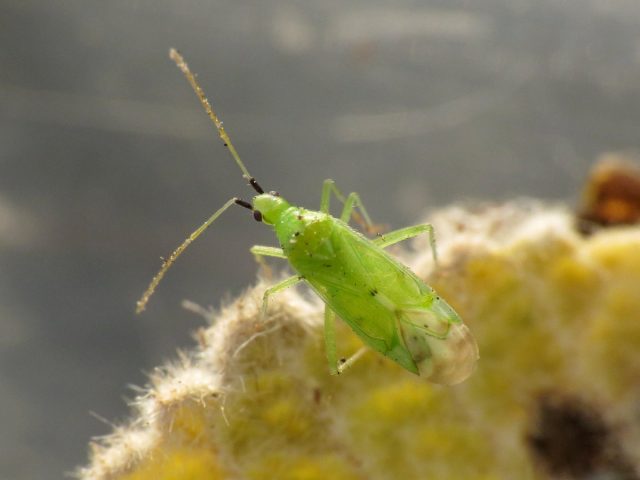 Макролофус (Macrolophus)