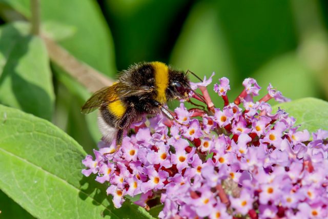 Шмель (Bombus) 