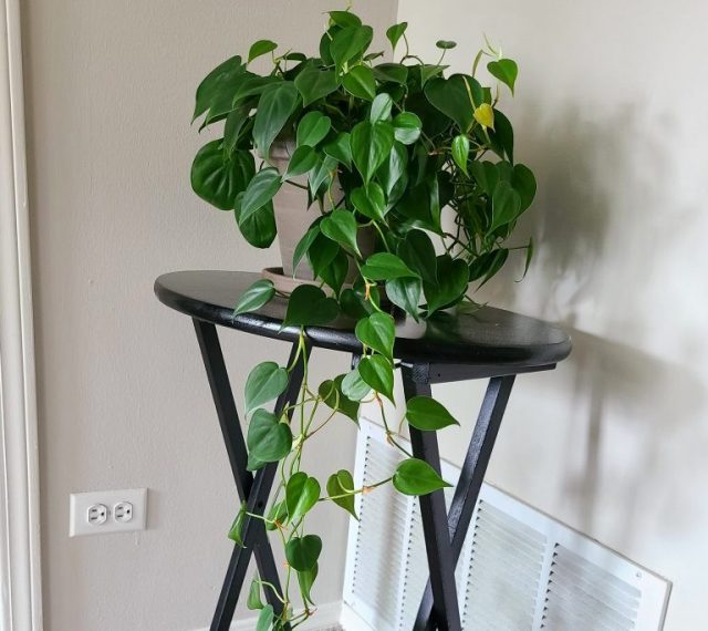 Филодендрон лазящий (Philodendron hederaceum)