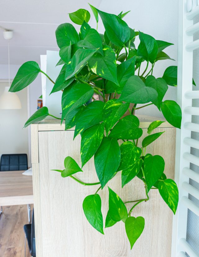 Эпипремнум золотистый (Epipremnum aureum) 