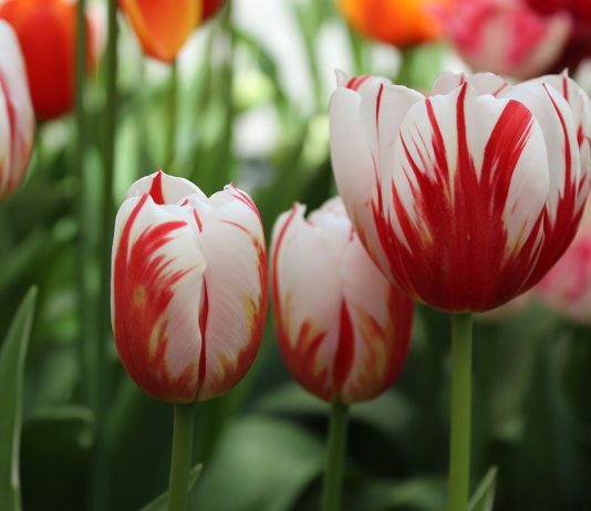 Необычные сорта тюльпанов