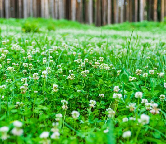 Белый клевер как газон — достоинства и недостатки, посев и уход
