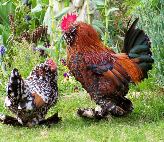 Бентамки — особенности пород и содержания в домашнем хозяйстве
