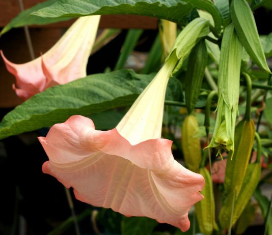 Бругмансия в комнате — условия и уход