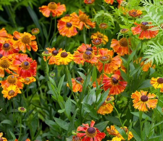 Гелениум — современные сорта и их использование в дизайне сада - Цветник и ландшафт Гелениум — современные сорта и их использование в дизайне сада