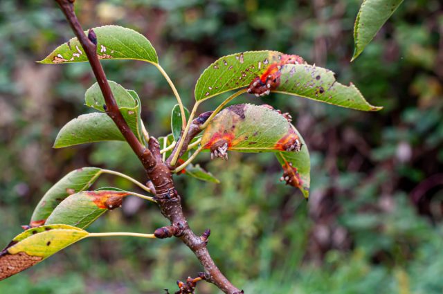 Ржавчина груши и можжевельника (Gymnosporangium sabinae) Ржавчина груши и можжевельника (Gymnosporangium sabinae)