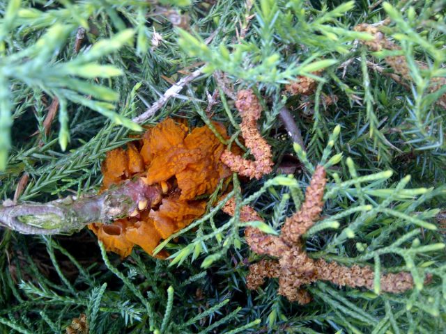 Ржавчина груши и можжевельника (Gymnosporangium sabinae) Ржавчина груши и можжевельника (Gymnosporangium sabinae)