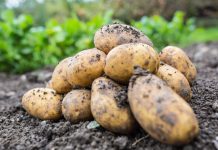 Как мы выращивали картофель в разных регионах и каких успехов добились