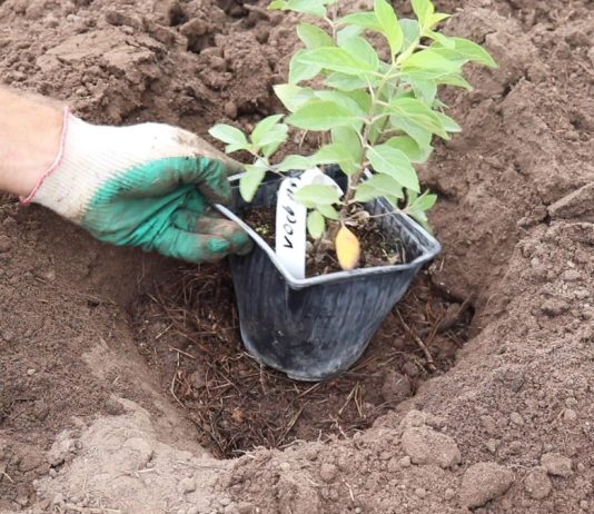 Сажаем метельчатую гортензию осенью - Цветы многолетние Как правильно посадить гортензию и ухаживать за саженцем после высадки?