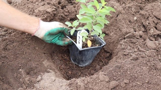 Как правильно посадить гортензию и ухаживать за саженцем после высадки?