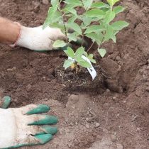Поместите гортензию в центр посадочной ямы