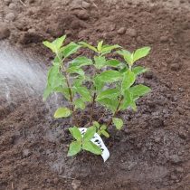 Уплотните почву вокруг кустика, полейте ее и замульчируйте приствольный круг