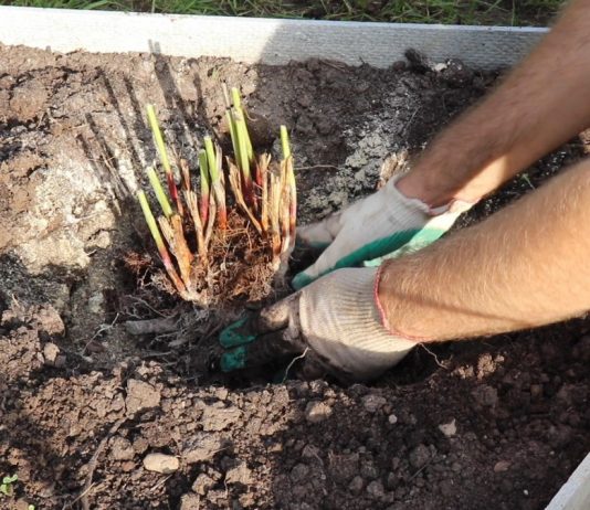 Высадите «делёнку»