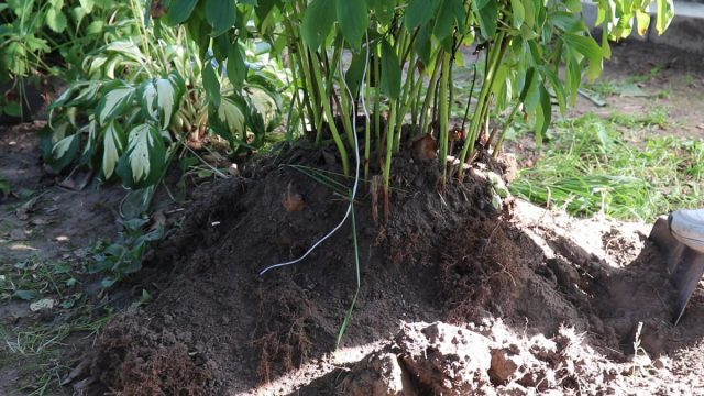 Как правильно разделить и пересадить кусты пионов?