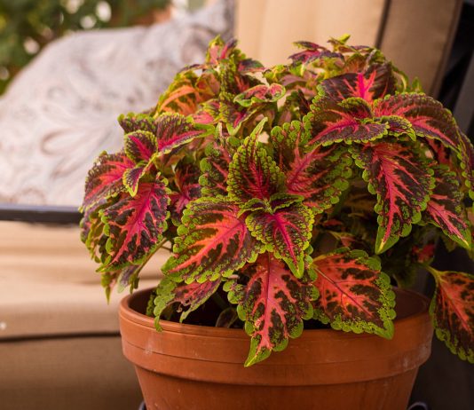 Как сохранить колеусы до весны?