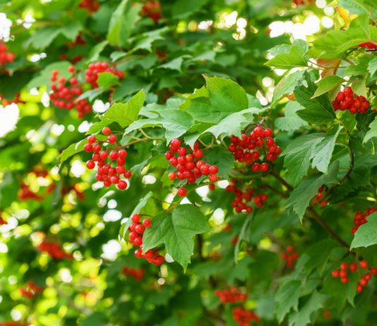 Калина обыкновенная — где посадить и как выращивать?