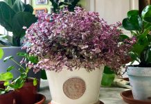 Каллизия — оригинальный почвопокровный суккулент