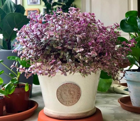 Каллизия — оригинальный почвопокровный суккулент