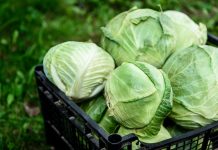 Когда собирать урожай капусты и где хранить?