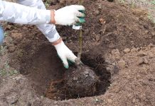 Пролейте посадочную яму и высадите саженец яблони