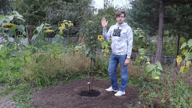 Колоновидные яблони: особенности и правила осенней посадки саженцев