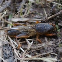 Медведка (Gryllotalpa gryllotalpa) 