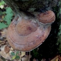 Трутовик плоский (Ganoderma applanatum) Трутовик плоский (Ganoderma applanatum)