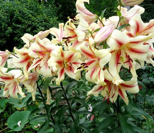 Лилии — подготовка к зиме