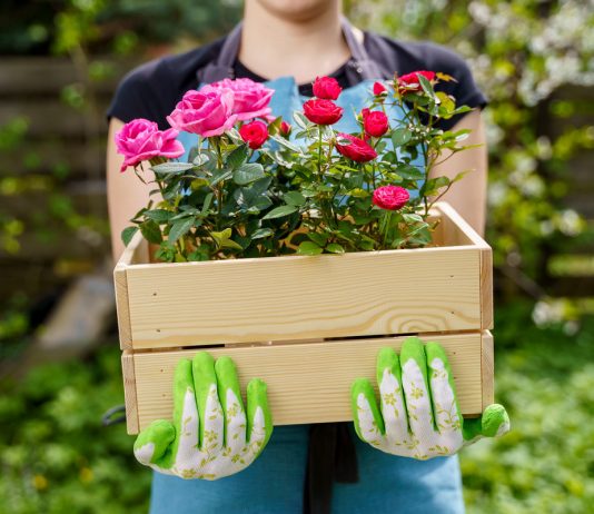 Миниатюрные контейнерные розы — как спасти и выращивать в саду?