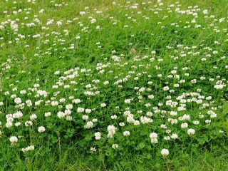 Белый клевер (Trifolium repens)